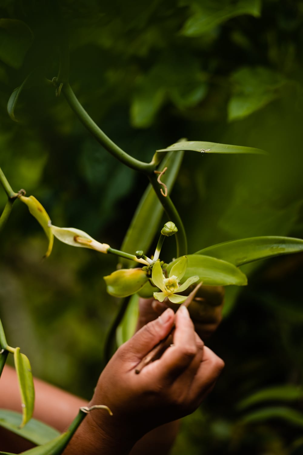 Atrakcje na Raiatea Vanillia